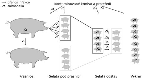 Imunokastrace prasat aplikace vakcíny
