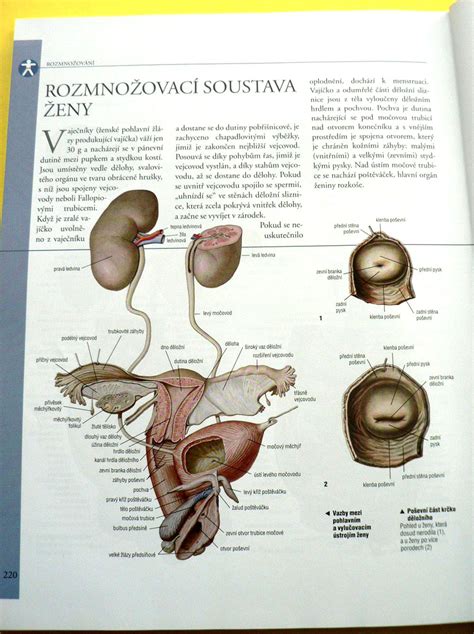 Anatomie pánevního vchodu ženy