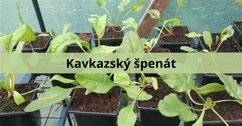 historie pěstování špenátu ilustrace