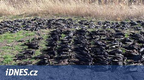 zimní nocoviště kalousů ušatých v jehličnanech
