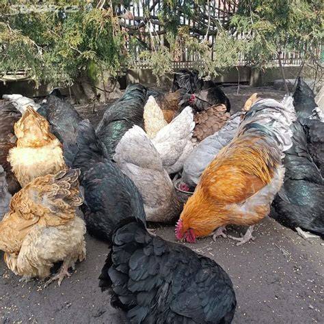Bezpečně zabalená násadová vejce