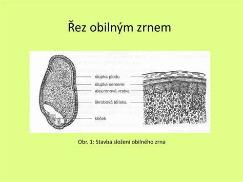 Řez obilným zrnem s otrubami klíčkem