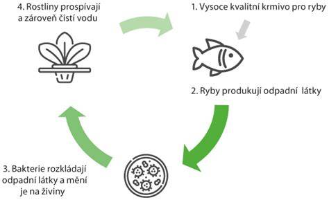 Schéma vrstvení zeleniny v kvašáku