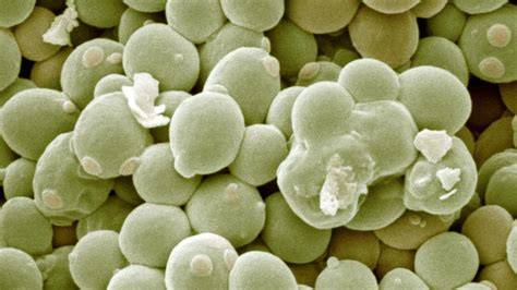 mikroskopické kvasinky Saccharomyces cerevisiae