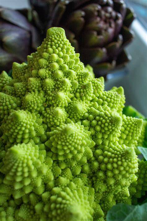 Romanesco s fraktálními spirálovitými růžicemi