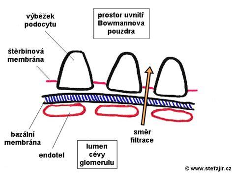 glomerulus filtrační bariéra podocyty