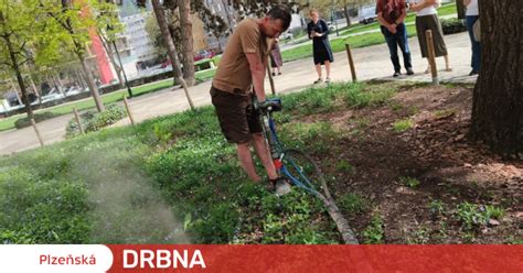 zálivka muškátů přímo ke kořenům