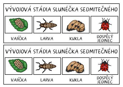 Vývojová stadia potemníka moučného