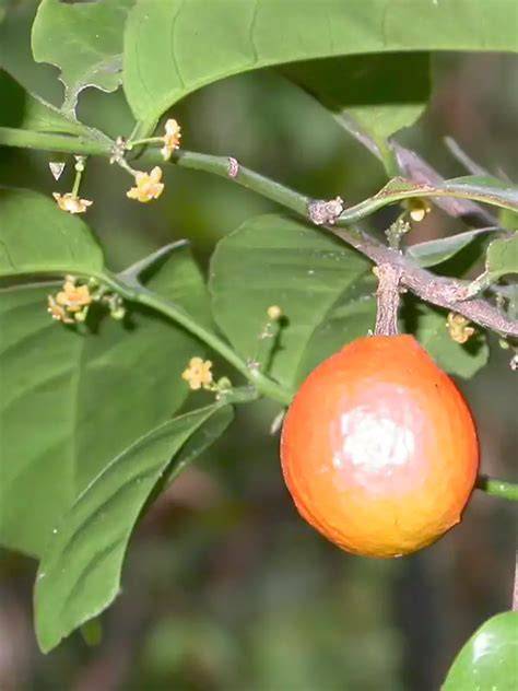 Salacia oblonga rostlina a kořeny