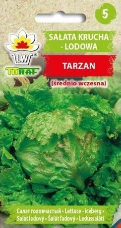 Salát ledový Tarzan kompaktní hlávka