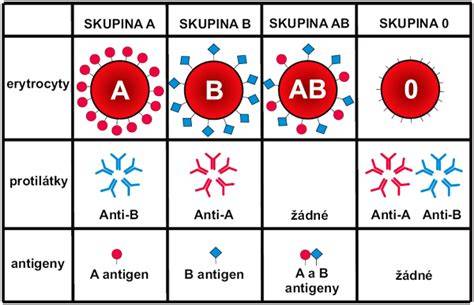 Tabulka antigenů a protilátek krevních skupin