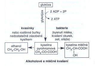 Schéma alkoholového kvašení cukru