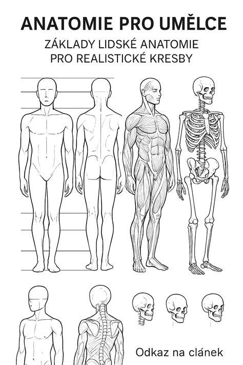 schematická anatomie lidské pánve