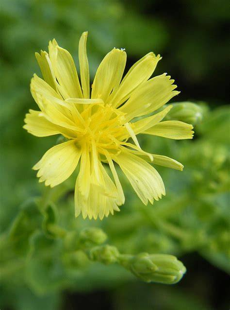 locika setá žluté květy botanický detail