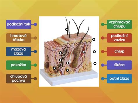 Řez kůží a struktura celulitidy